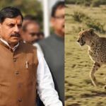 सागर के वीरांगना दुर्गावती टाइगर रिजर्व में आज 7 अक्टूबर को छोड़े जाएंगे 2 चीते, 439 हेक्टेयर में तैयार हुआ सुरक्षित ठिकाना