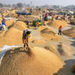 हरियाणा में धान खरीद को लेकर किसानों का फूटा गुस्सा, जींद में लगाया जाम; अंबाला मंडियों में पुलिस तैनात