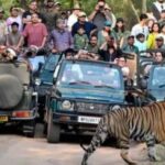 बांधवगढ़ में पर्यटकों की धूम, 8 दिन में 4598 सैलानियों ने की जंगल सफारी; बाघों के करीब से दीदार