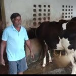 एक गाय से शुरू हुआ सफर, आज 10 पशुओं का समृद्ध पशुधन