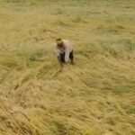 12 अक्टूबर तक पूरा होगा फसल क्षति का डिजिटल सर्वे, प्रभावित किसानों को मिलेगी नियमानुसार सहायता
