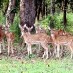 बफर जोन में वन्यजीव पर्यटन का बढ़ रहा आकर्षण